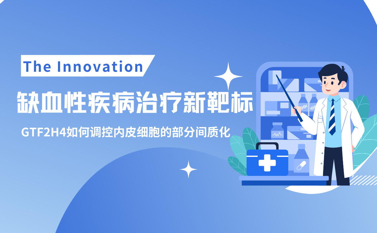 GTF2H4如何调控内皮细胞的部分间质化