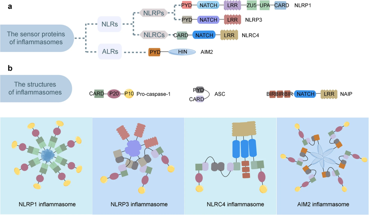 炎性小体PRR和炎性小体的代表性结构示意图