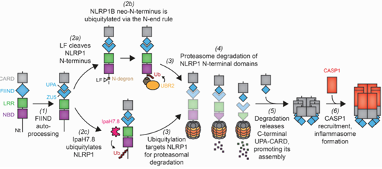 2NLRP1的激活机制模型