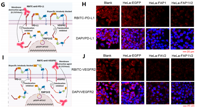 FAP1V2特异性结合PD-L1和VEGFR2可有效抑制肿瘤进展