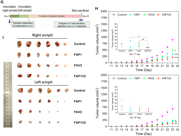FAP1V2介导PD-1检查点阻断免疫抑制在小鼠模型中的疗效
