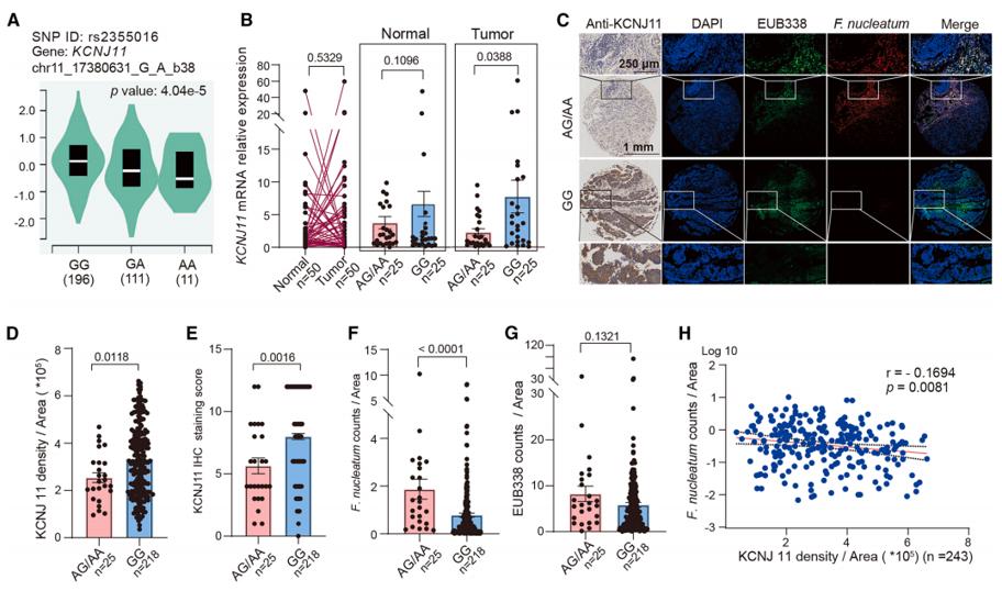SNP rs2355016AG/AA基因型下调KCNJ11的表达