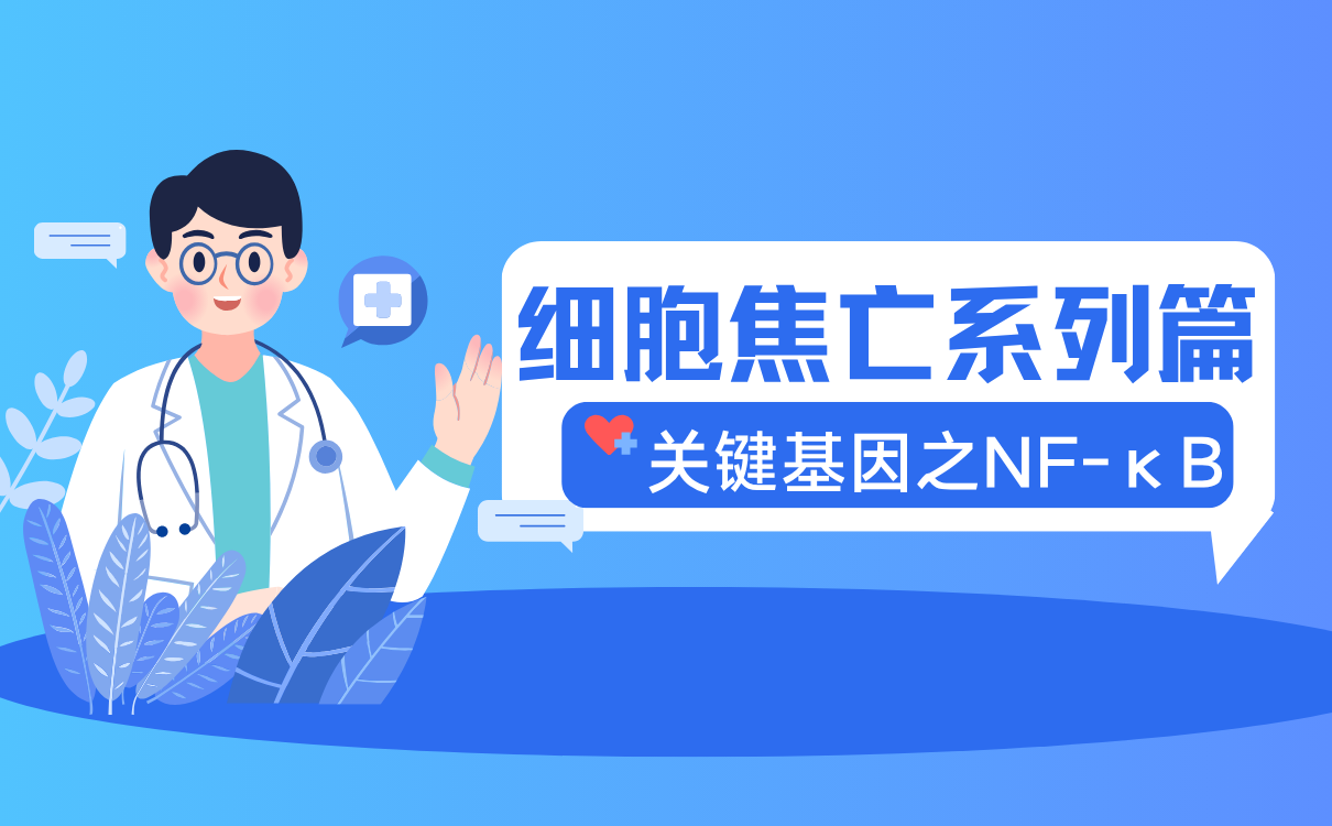 细胞焦亡关键基因之NF-κB
