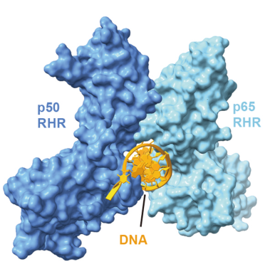 NF-κB 结合DNA的三维结构