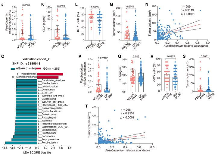 利用SNP rs2355016确定确切梭杆菌种类的相互作用