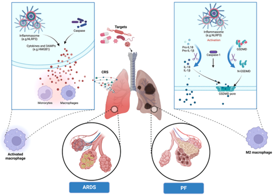 ILs介导的焦亡在ARDS-PF转化中的作用