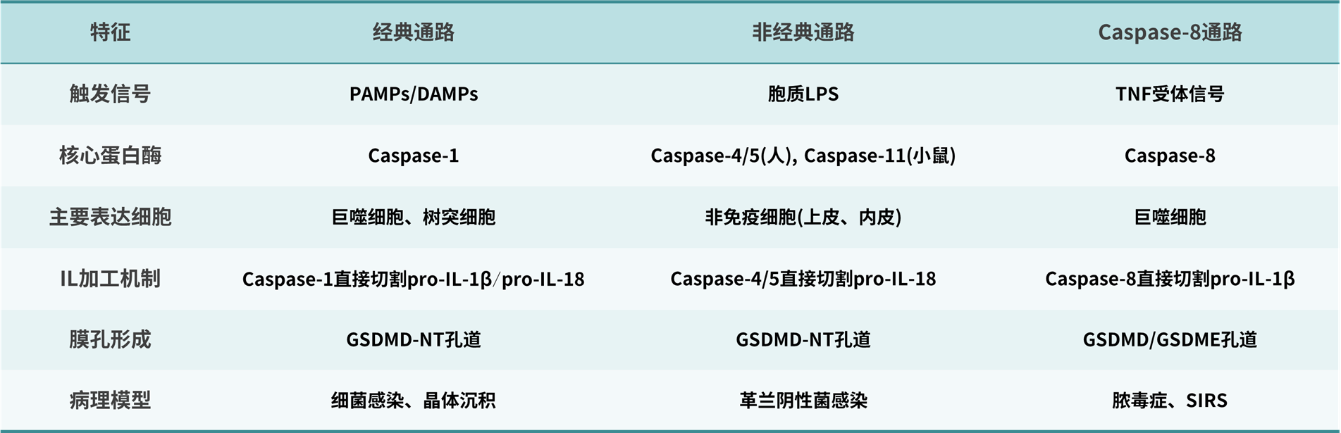 不同焦亡通路中ILs的加工与释放机制