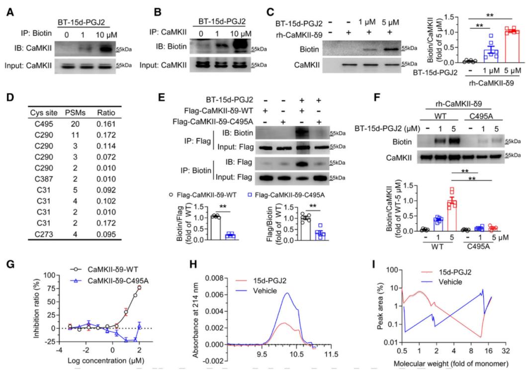 15d-PGJ2通过诱导CaMKII-δ9 C495位点脂氧化抑制其激活