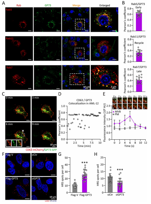 GP73与内体区室重叠并增加MVB数量