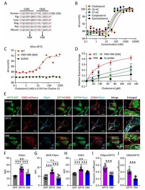 GP73与胆固醇结合并调节MVBs中的胆固醇含量