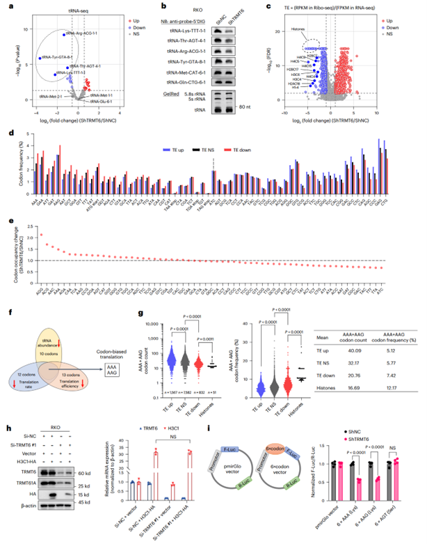 TRMT6缺失通过密码子偏好性阻断组蛋白mRNA翻译