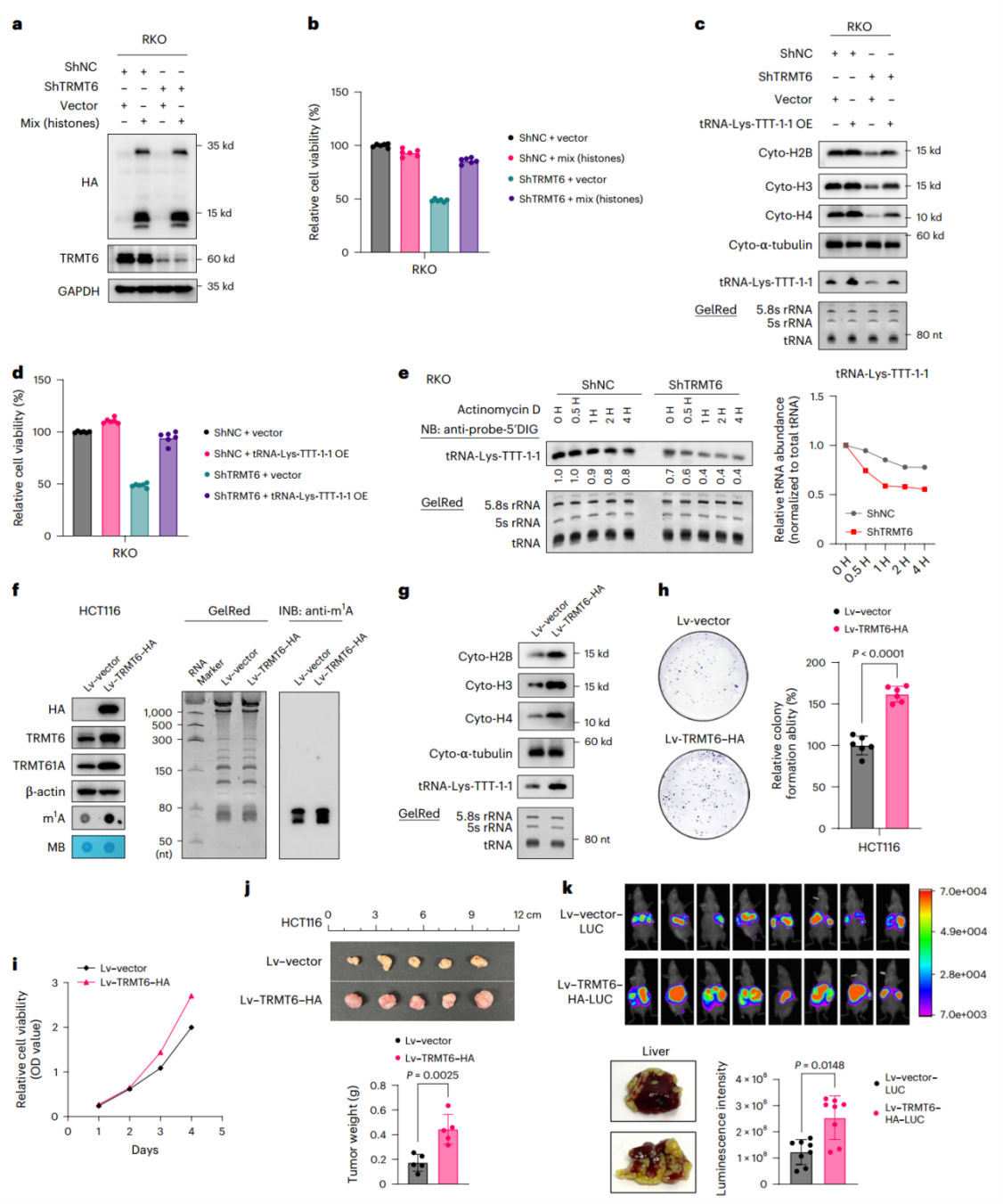 TRMT6-tRNA-组蛋白调节轴驱动CRC进展