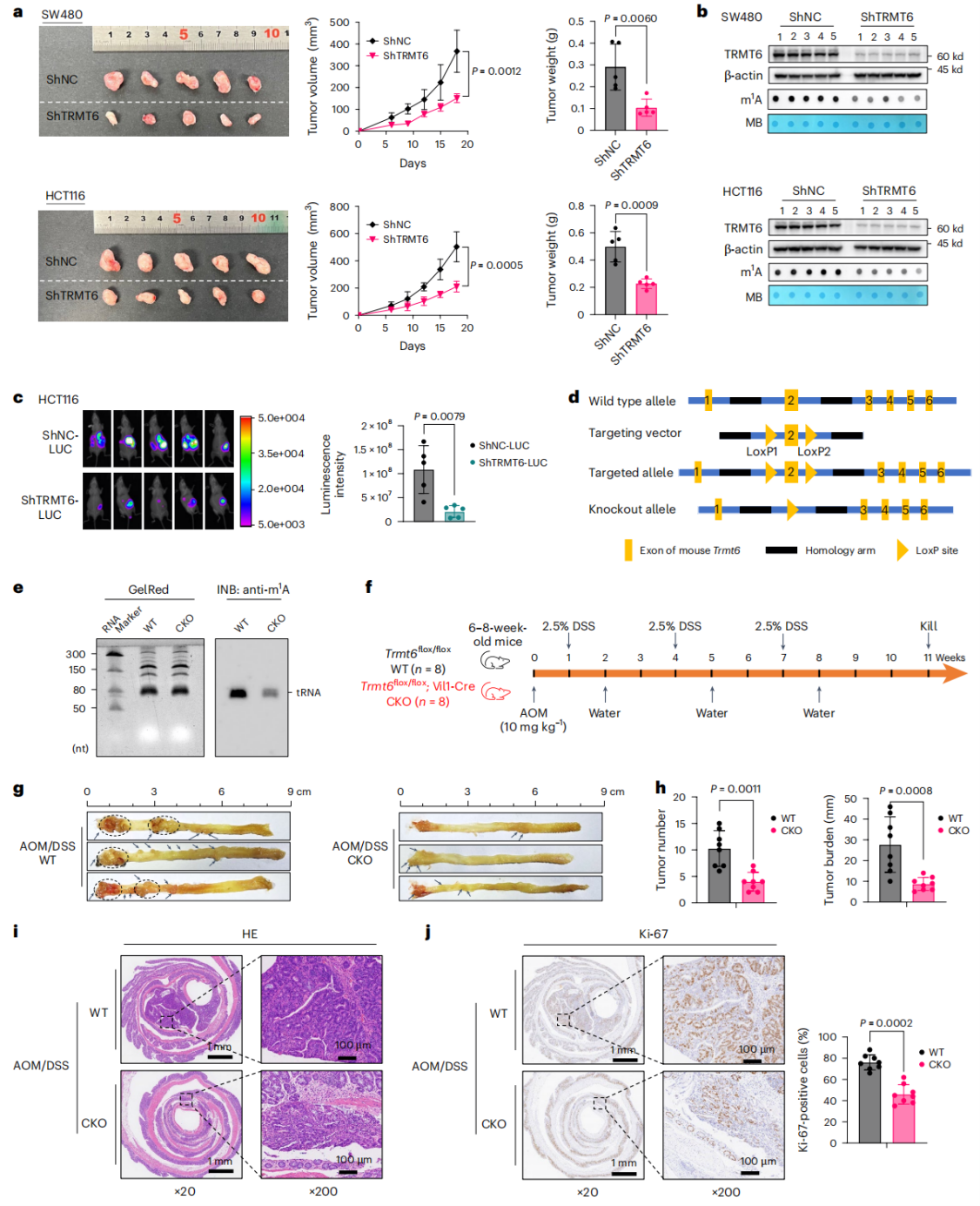 TRMT6对于CRC细胞生长和肿瘤发生至关重要