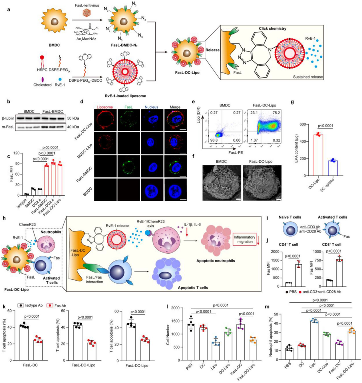 FasL-DC-Lipo的制备与表征