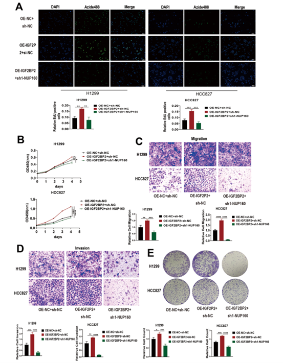 IGF2BP2与NUP160协同促进肺腺癌进展