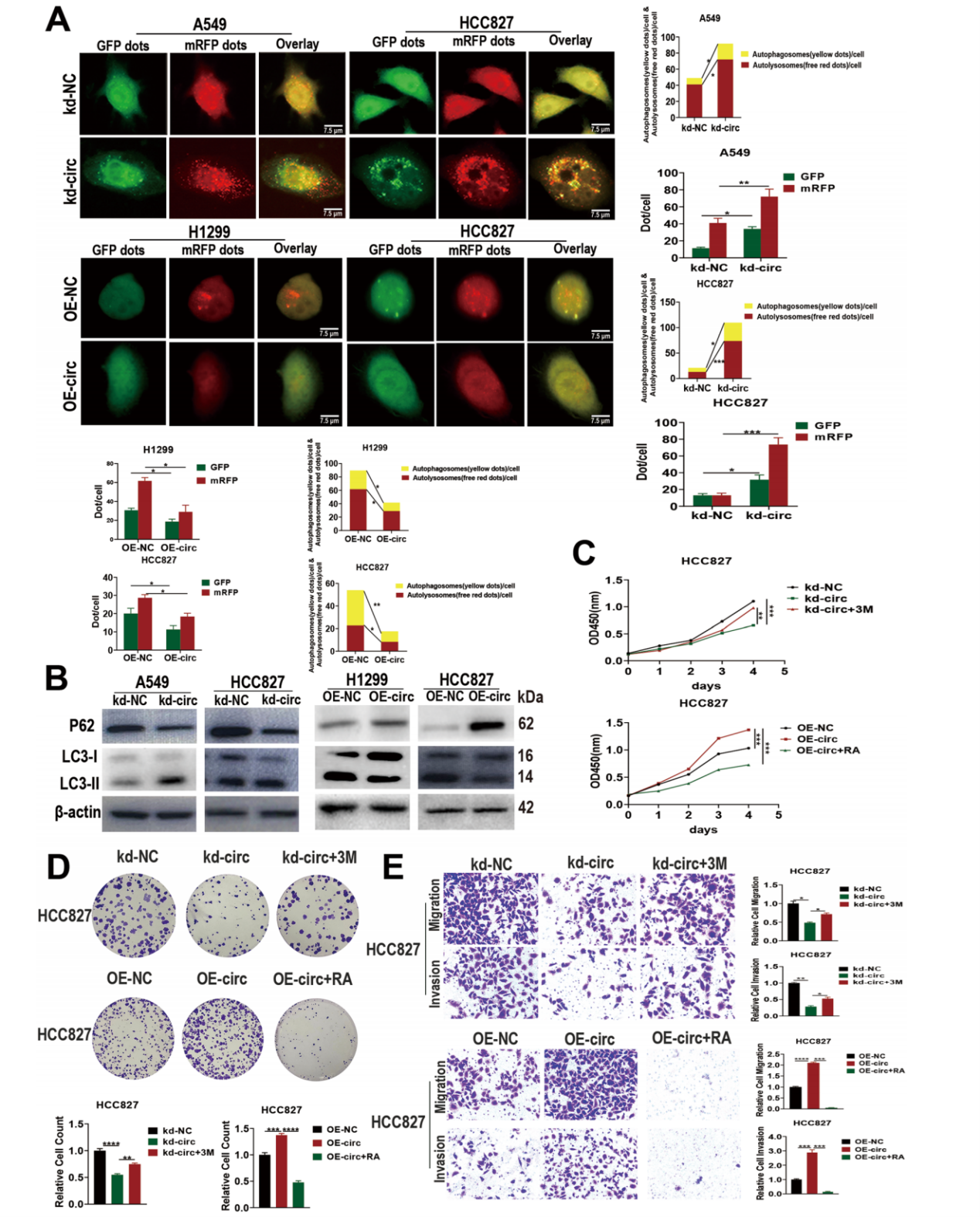 circRAPGEF5抑制肺腺癌细胞的自噬