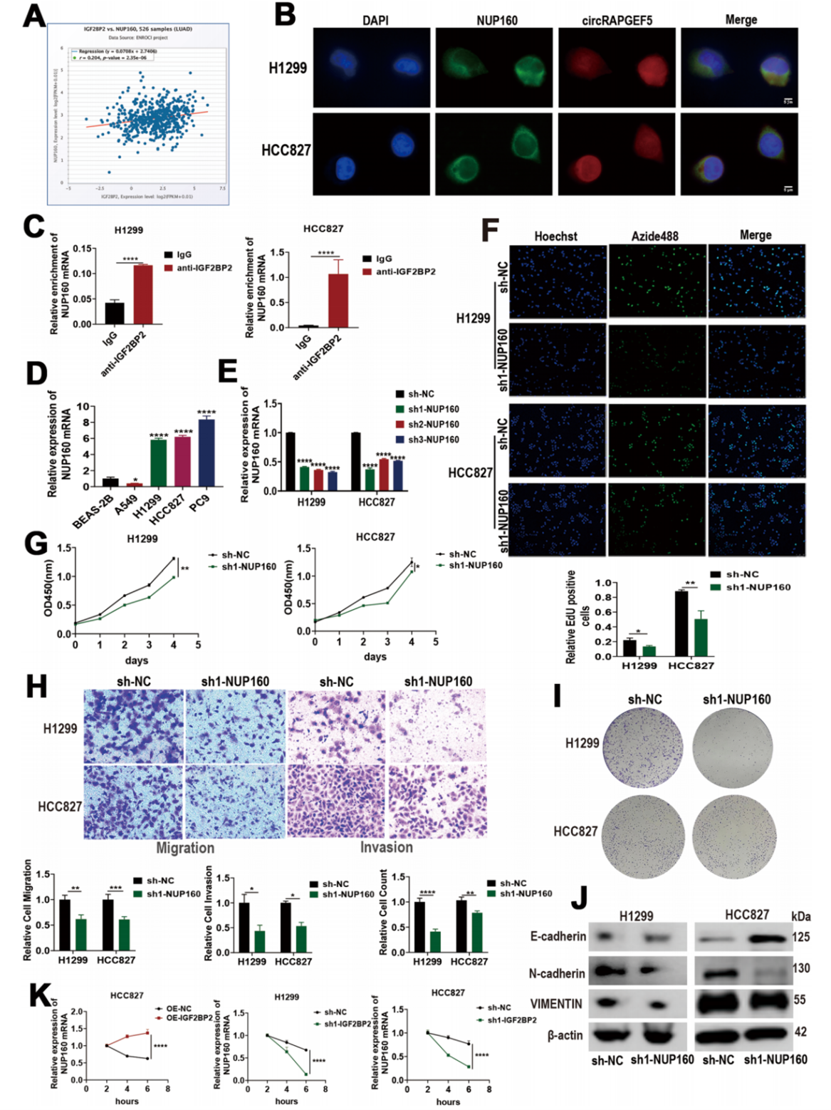 NUP160是IGF2BP2的下游靶标,NUP160可促进肺腺癌的转移和进展