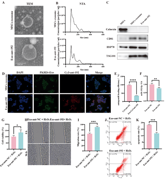 miR-192-5p工程化外泌体的制备与表征