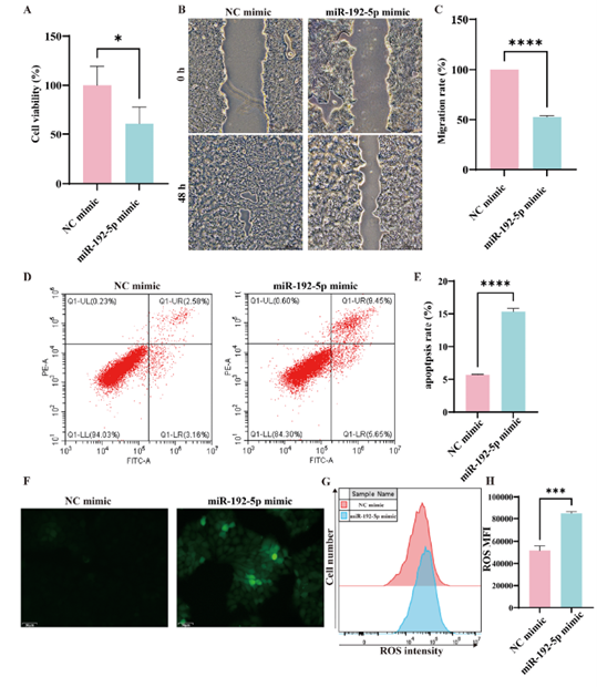 miR-192-5p抑制HaCaT细胞增殖与迁移,并促进细胞凋亡及氧化应激
