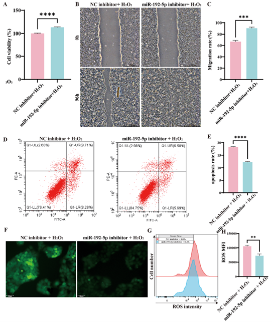 氧化应激条件下,敲低miR-192-5p对HaCaT细胞功能的影响