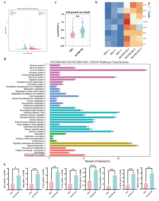 探究OLFM4影响HaCaT细胞增殖与凋亡的机制
