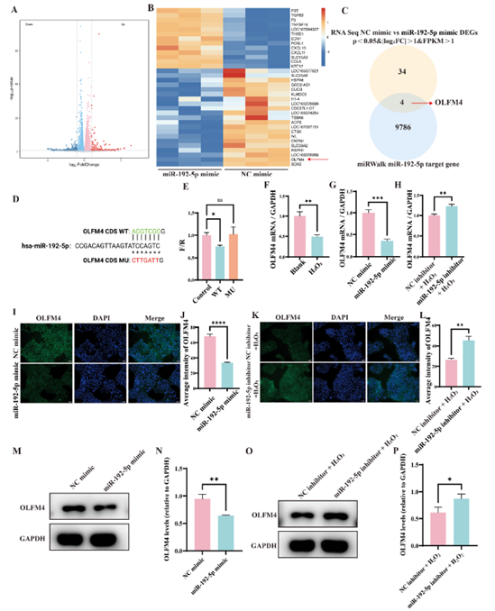 miR-192-5p下游靶基因的筛选与验证