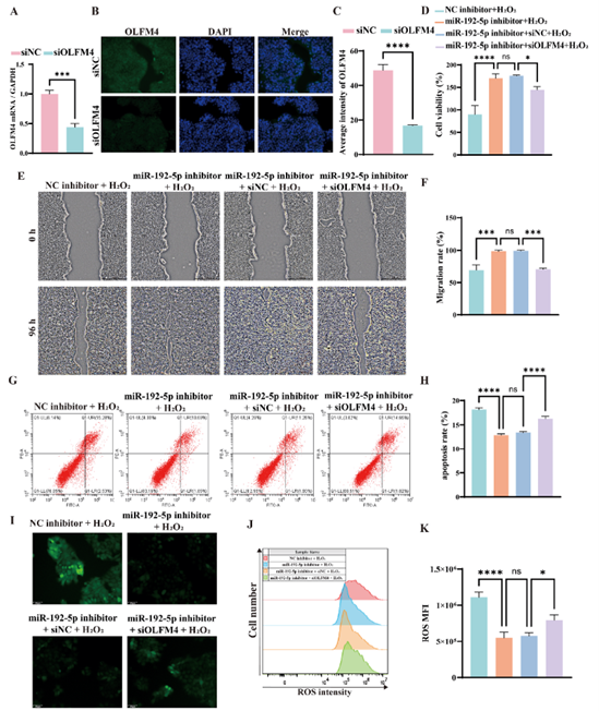 在氧化应激模型中,敲低OLFM4可逆转抑制miR-192-5p后对HaCaT细胞功能的保护作用