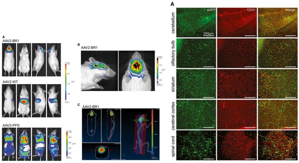 左：AAV-BR1经尾静脉注射靶向感染大脑；右：AAV-BRA1感染脑内皮细胞