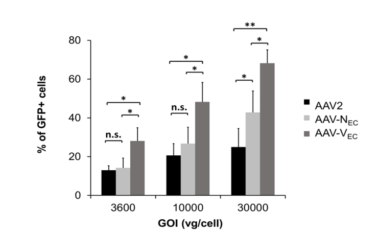 与AAV2相比，AAV-Nec、AAV-Vec转导HUVECs的效率