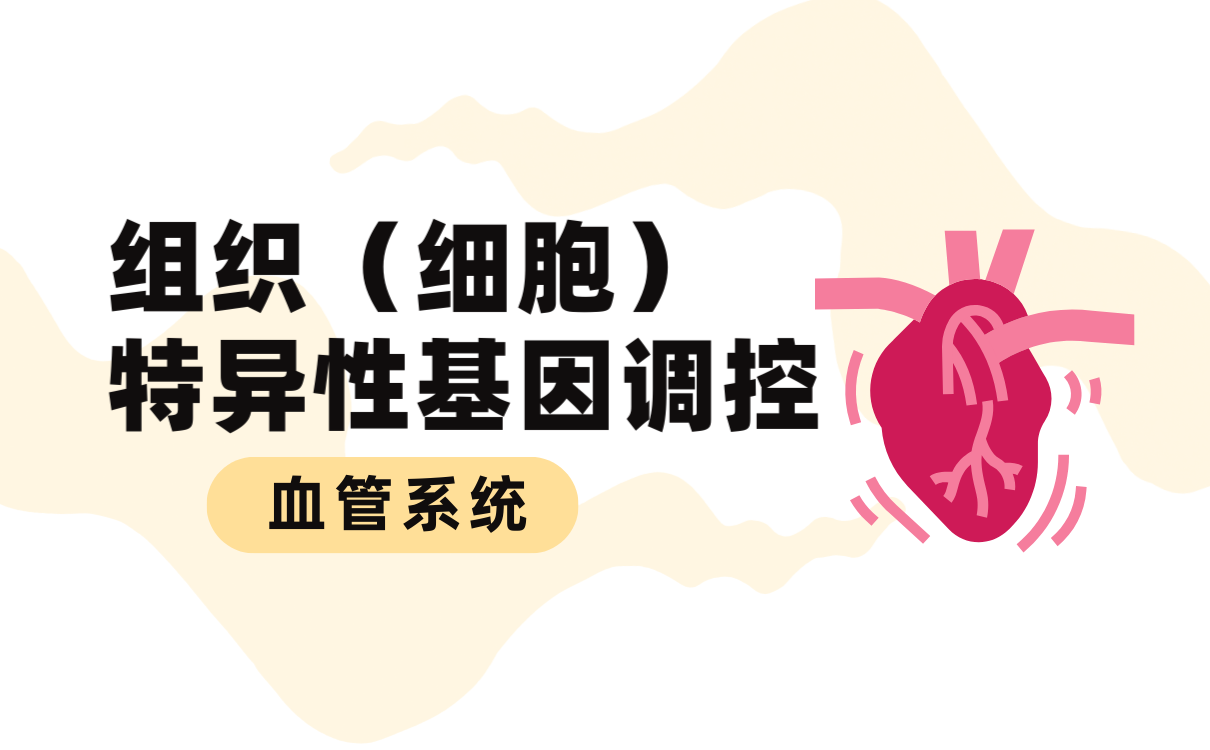 组织（细胞）特异性基因调控之血管系统