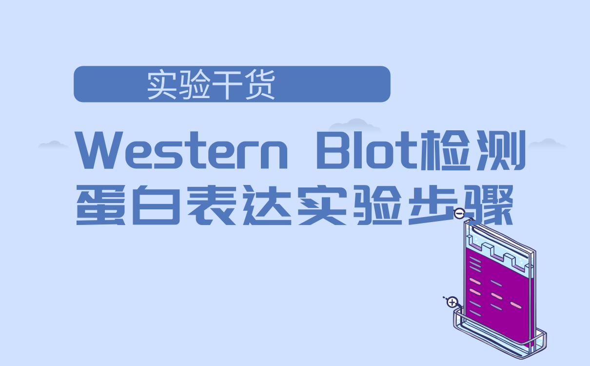 Western Blot检测蛋白表达实验步骤