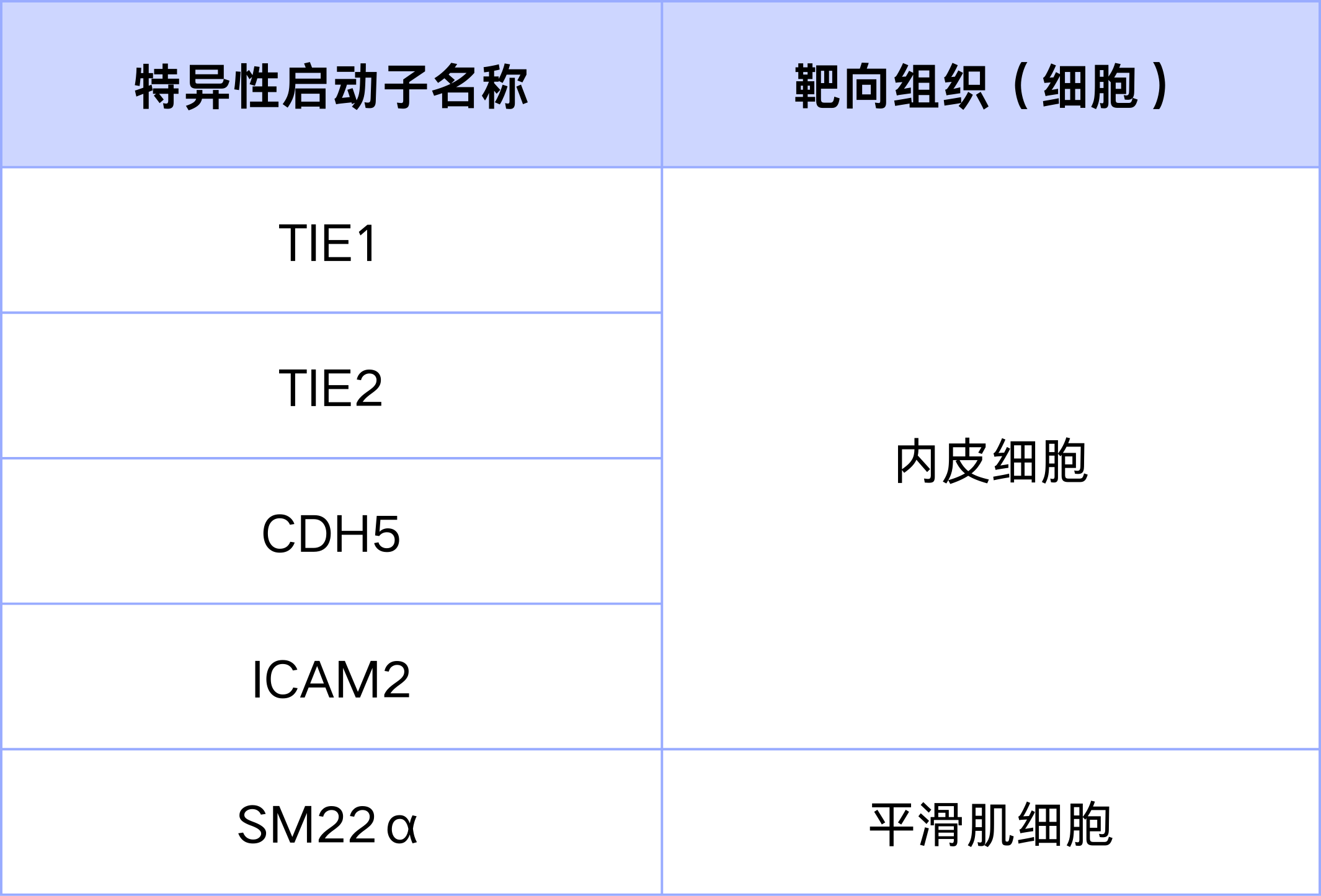 靶向血管内细胞的特异性启动子