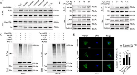 氧化应激可诱导ARD1介导的PABPC1乙酰化