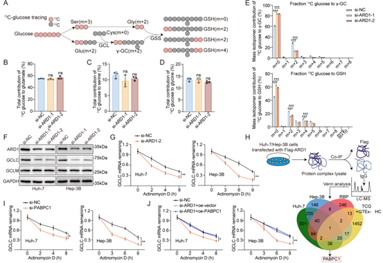 ARD1通过PABPC1稳定GCLC mRNA，进而促进GSH的从头合成