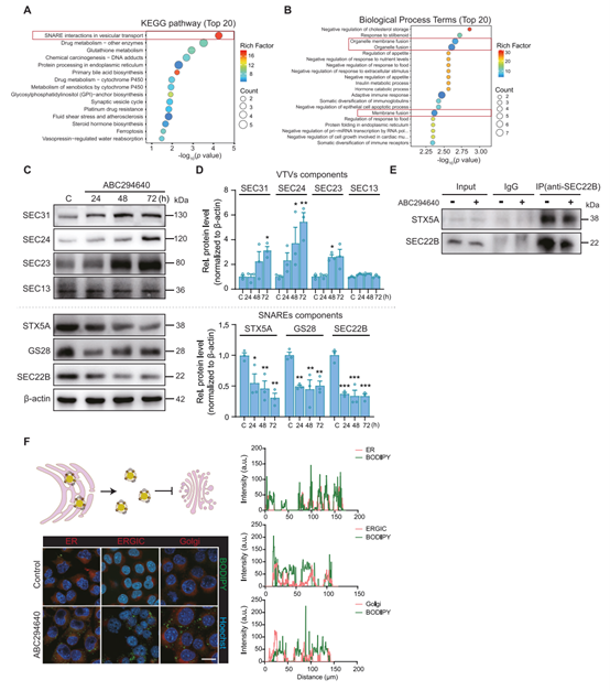 Sphk2−/−小鼠肝细胞中VTV和高尔基体融合受损