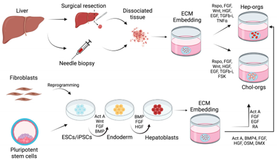 不同来源的肝脏类器官培养