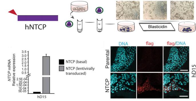 慢病毒感染肝脏类器官
