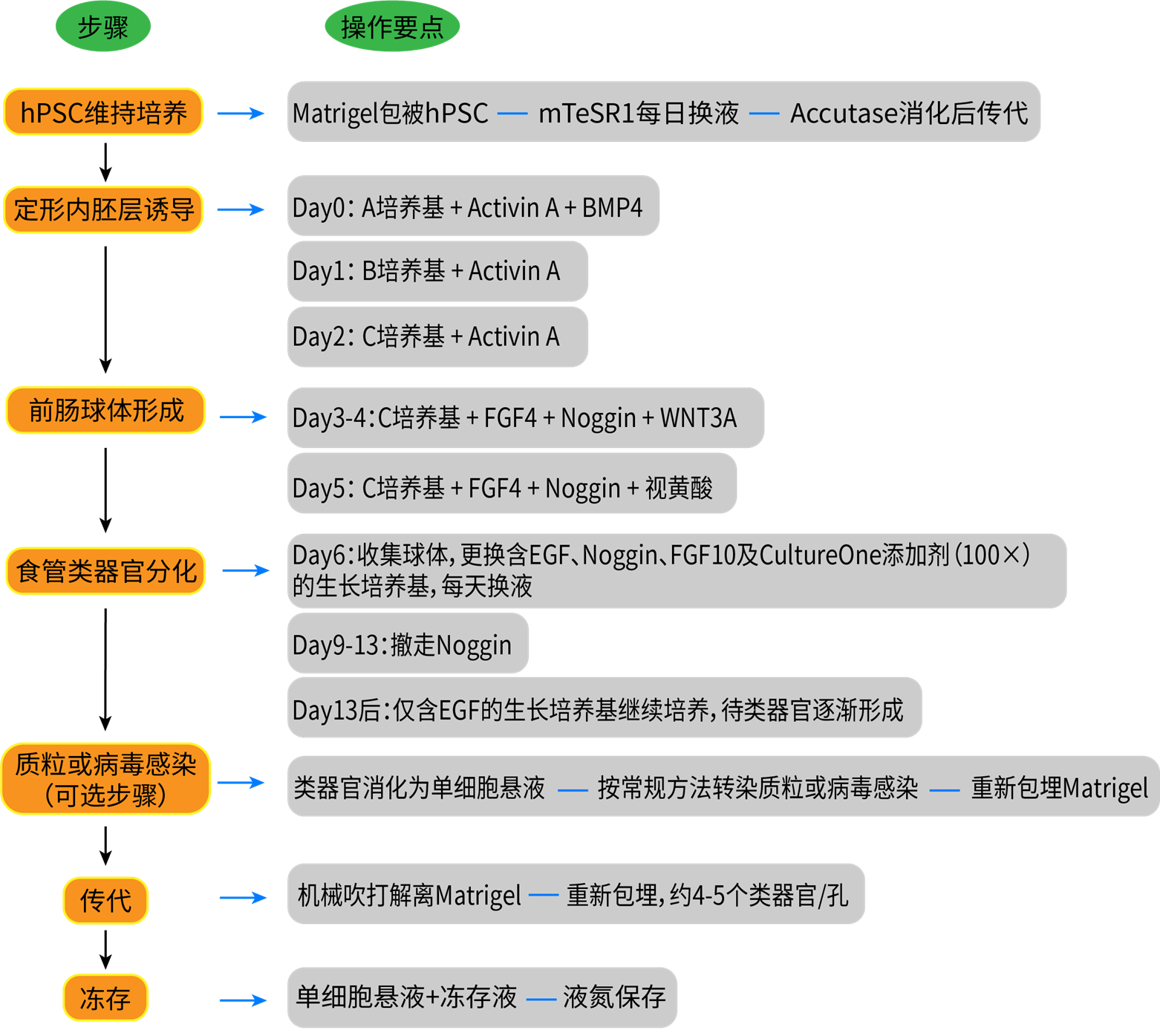 hPSC/ESC来源的食管类器官建立过程
