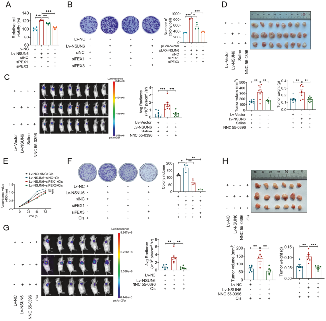 PEX1与PEX3调控NSUN6介导的骨肉瘤增殖过程及顺铂敏感性