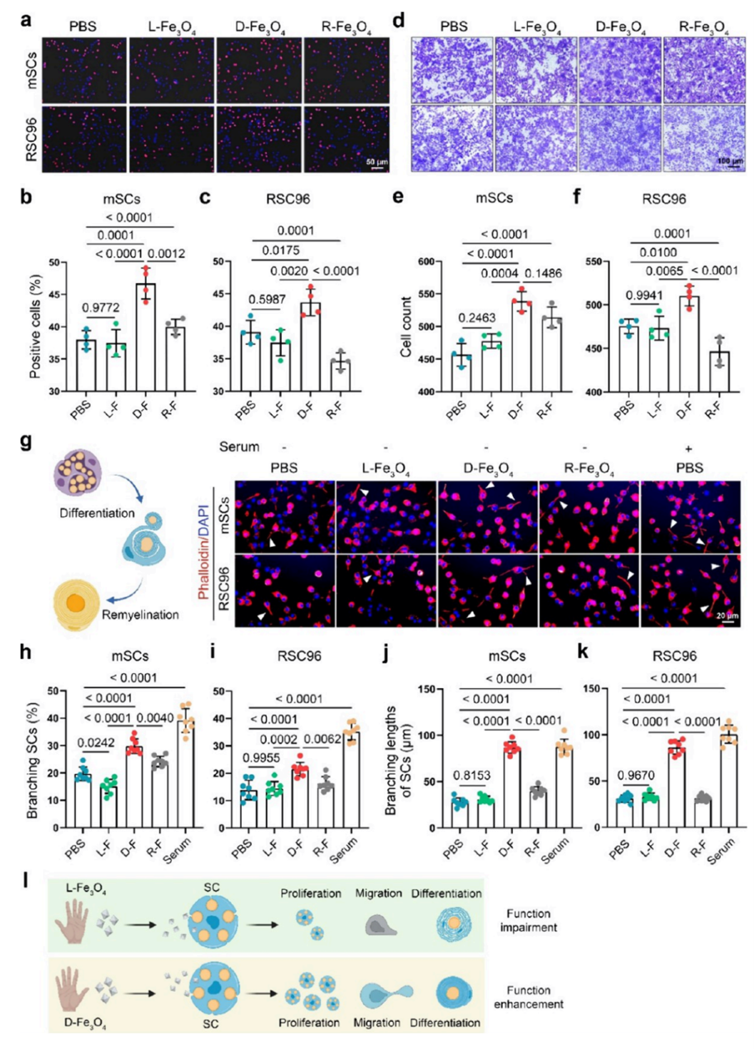 Fe3O4对映体对髓鞘形成的影响