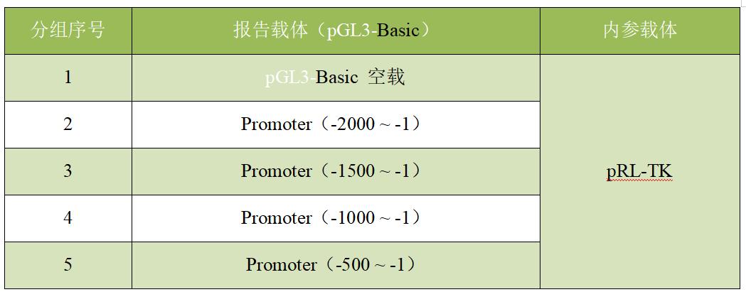 截断式启动子活性验证的双荧光素酶实验分组