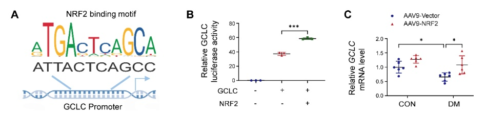 NRF2调控GCLC表达研究中的双荧光素酶应用