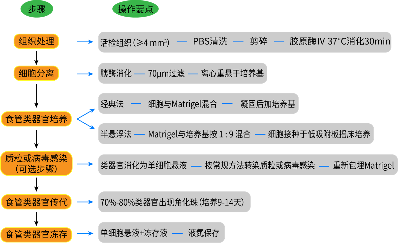 人类食管类器官建立过程