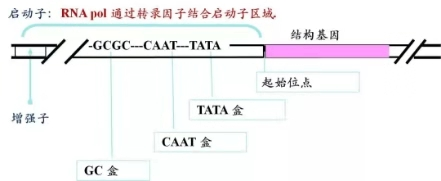 启动子关键元件示意图