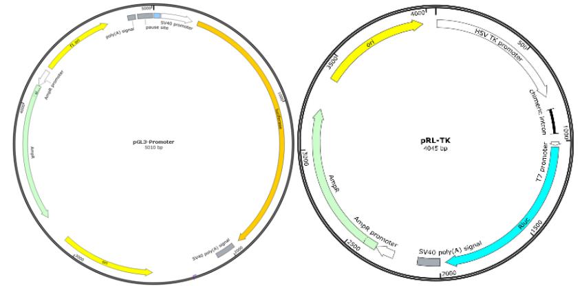 增强子/抑制子活性验证双荧光素酶质粒系统