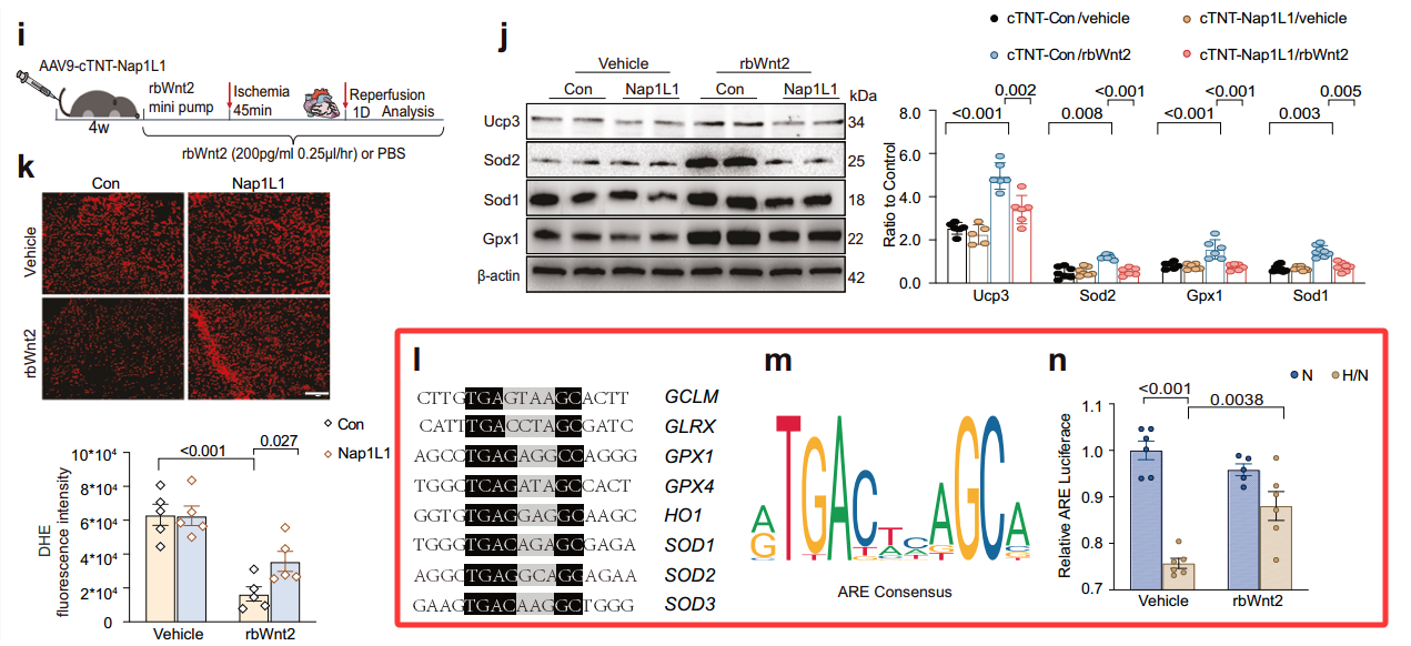 pHBLuc-ARE双荧光素酶报告系统在文献中的应用