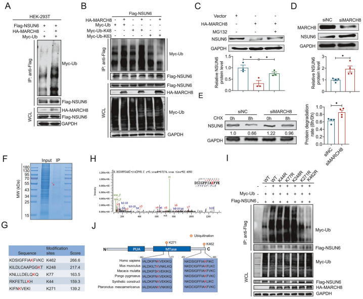 MARCH8通过泛素-蛋白酶体途径介导NSUN6降解