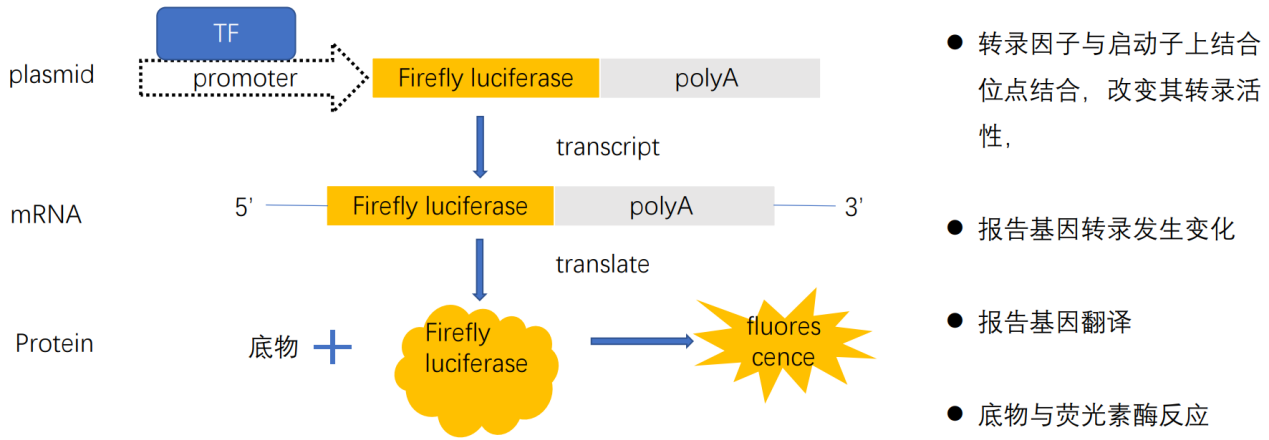 转录因子与启动子互作验证反应过程
