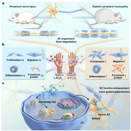 手性选择性调控的D-Fe3O4对映体用于神经组织修复的示意图