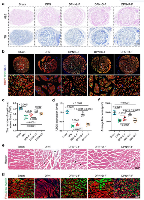 受损神经及其靶器官的组织学评估